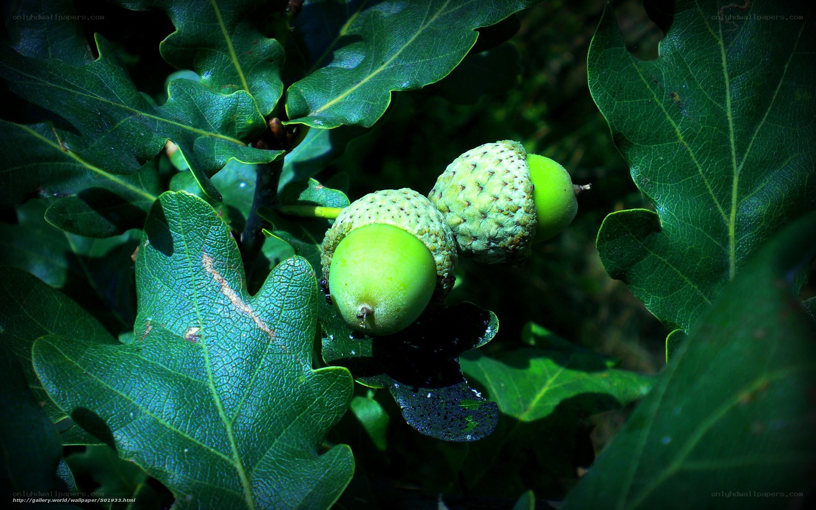 Green acorns on oak branch
