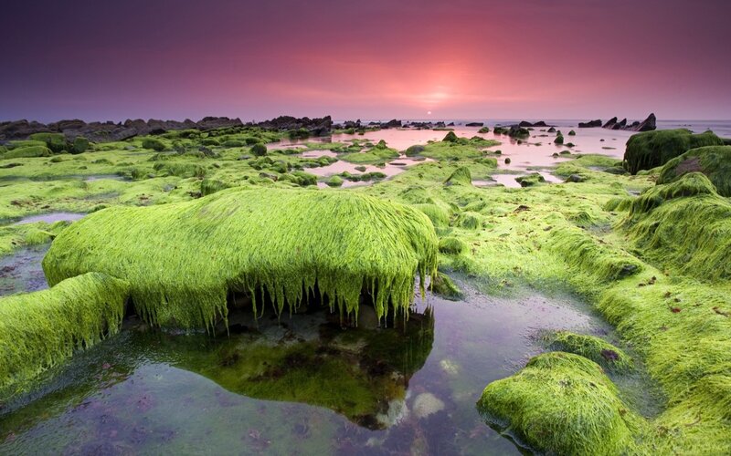 Green algae at sunset on rocks