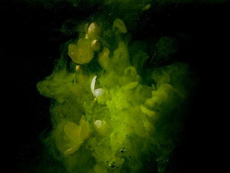 Green Algae Bloom