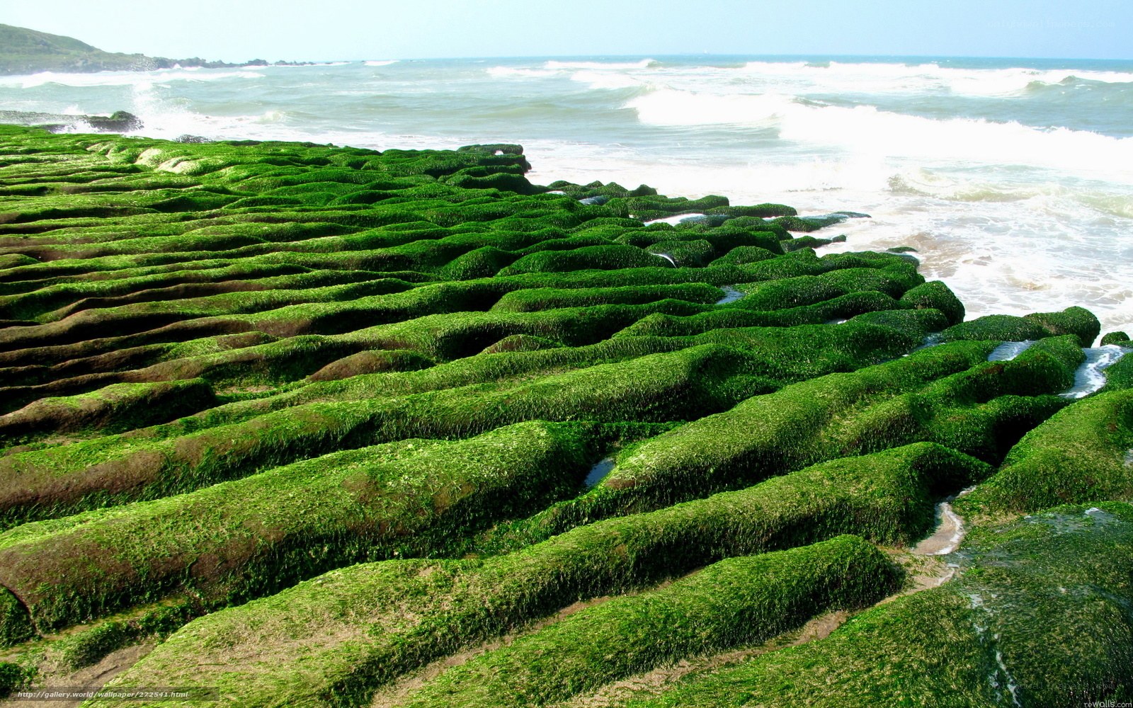 Green algae-covered rocks at coast