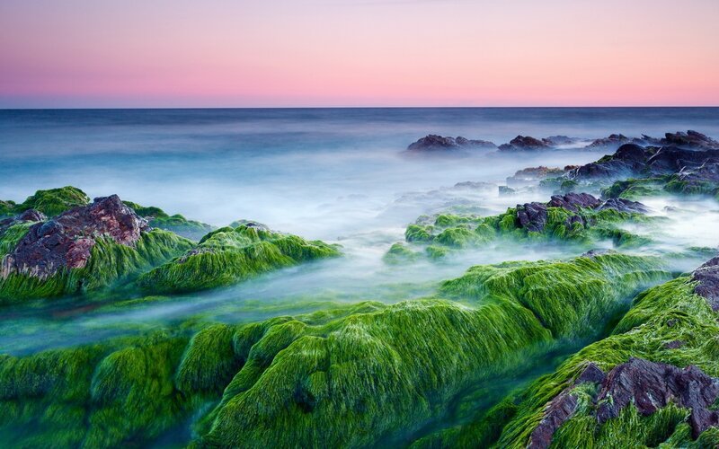 Green Algae-covered Rocks — Serene, Sunset, Photograph, Ocean