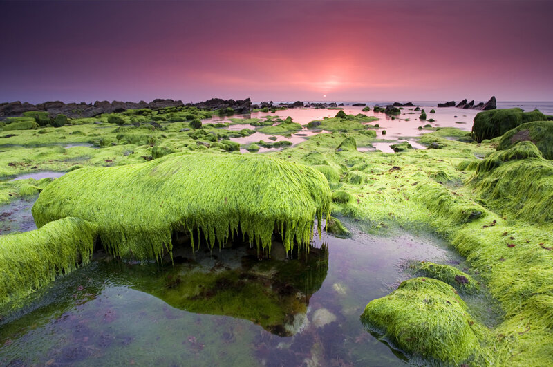 Green Algae-covered Rocks — Serene