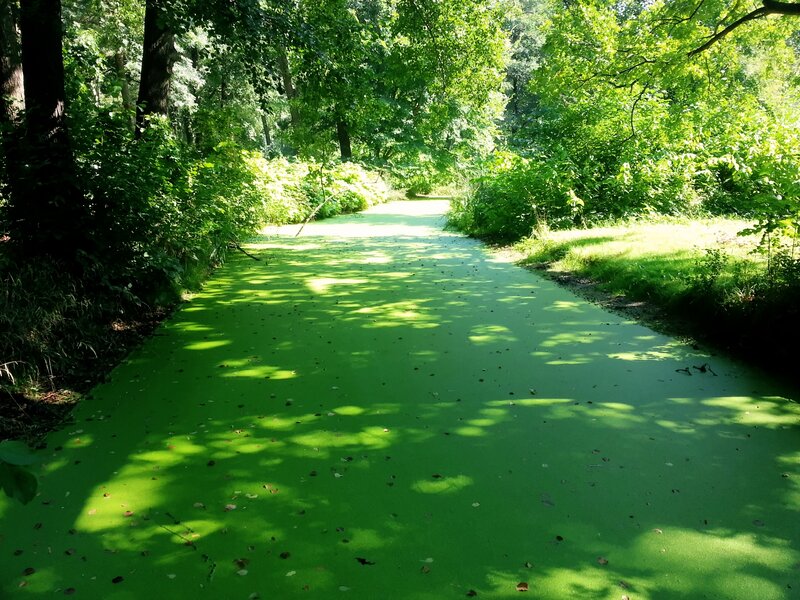 Green Algae-covered Water