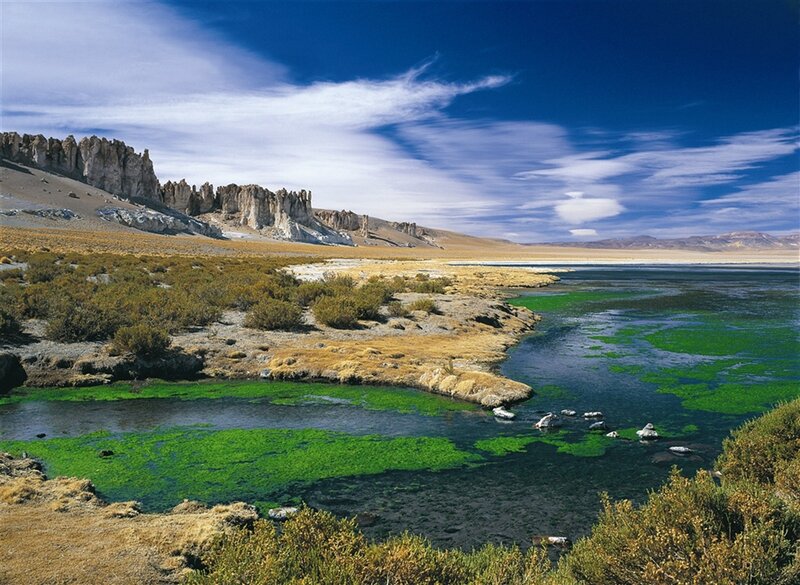 Green Algae in Lake