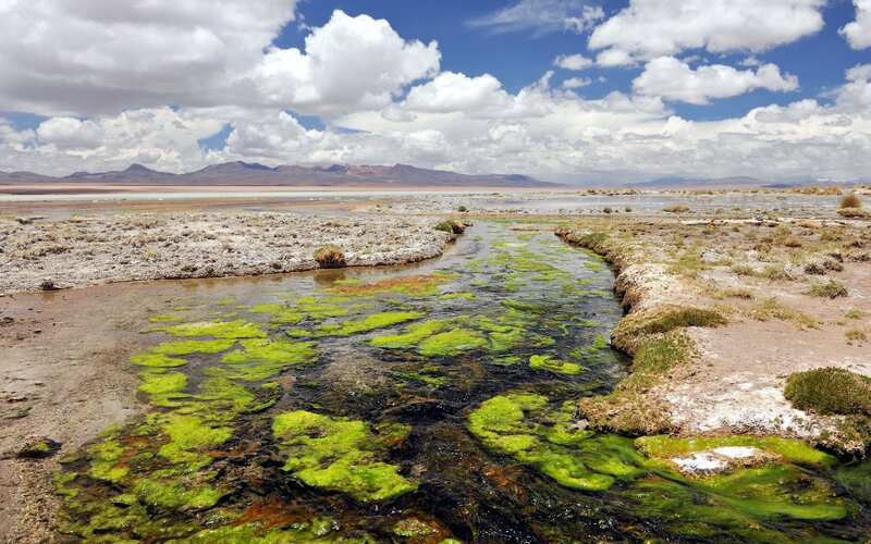 Green Algae in Stream — Dramatic