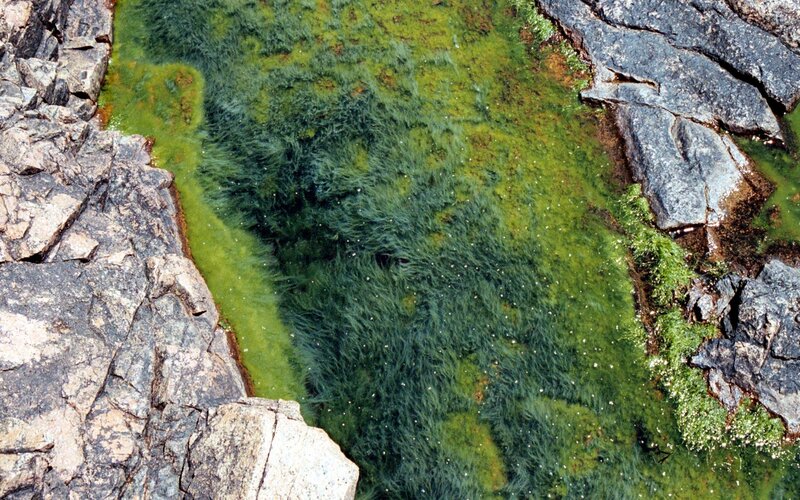 Green Algae in Stream — Natural