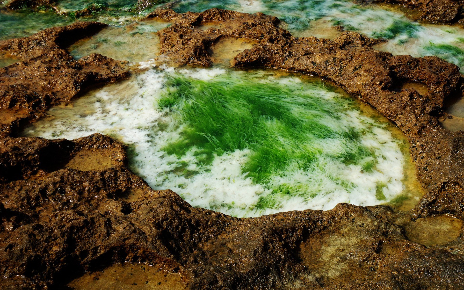 green algae in tidal pool