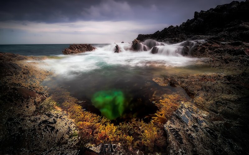 Green Algae in Tide Pool