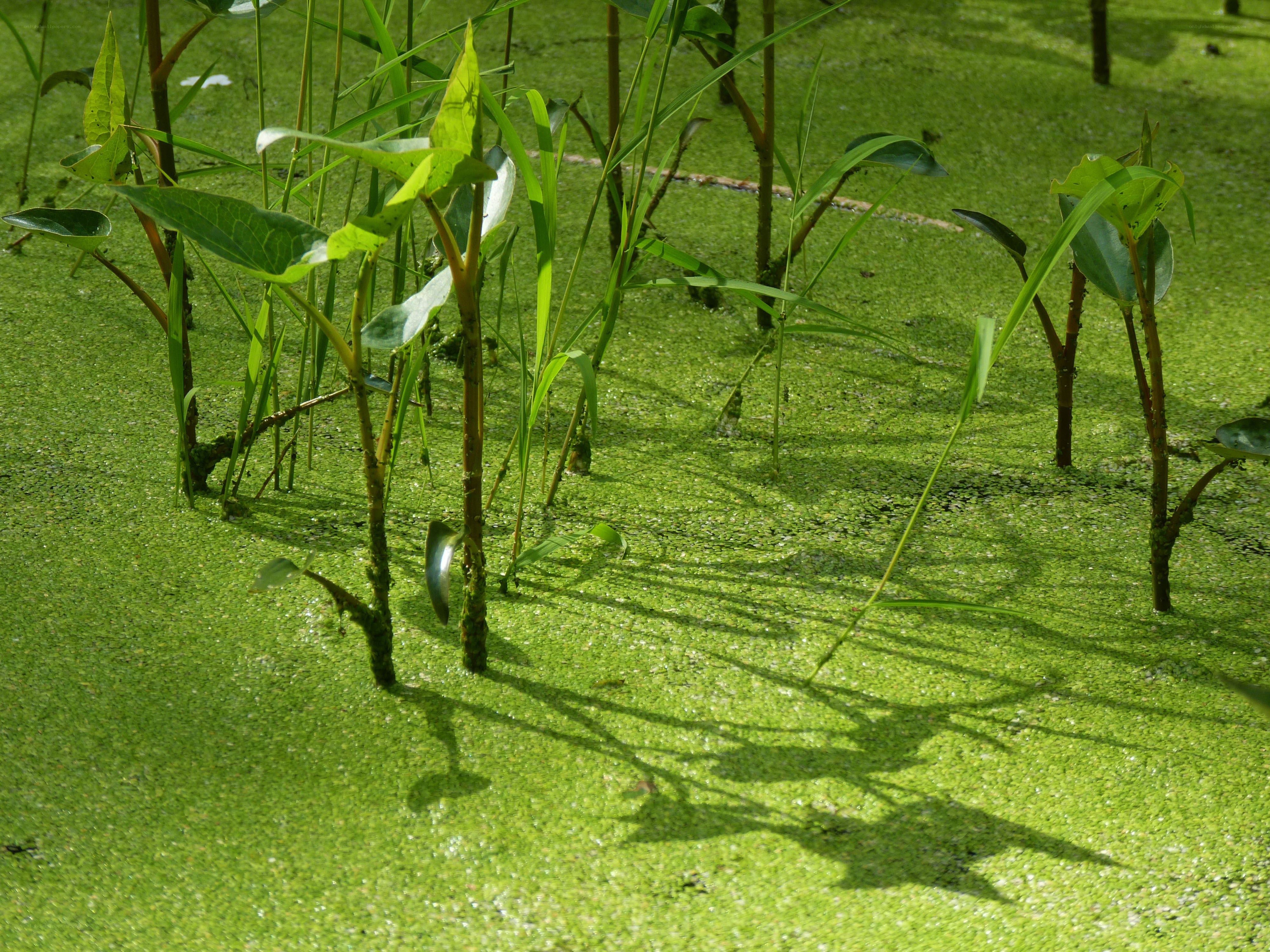 Green algae on a pond surface