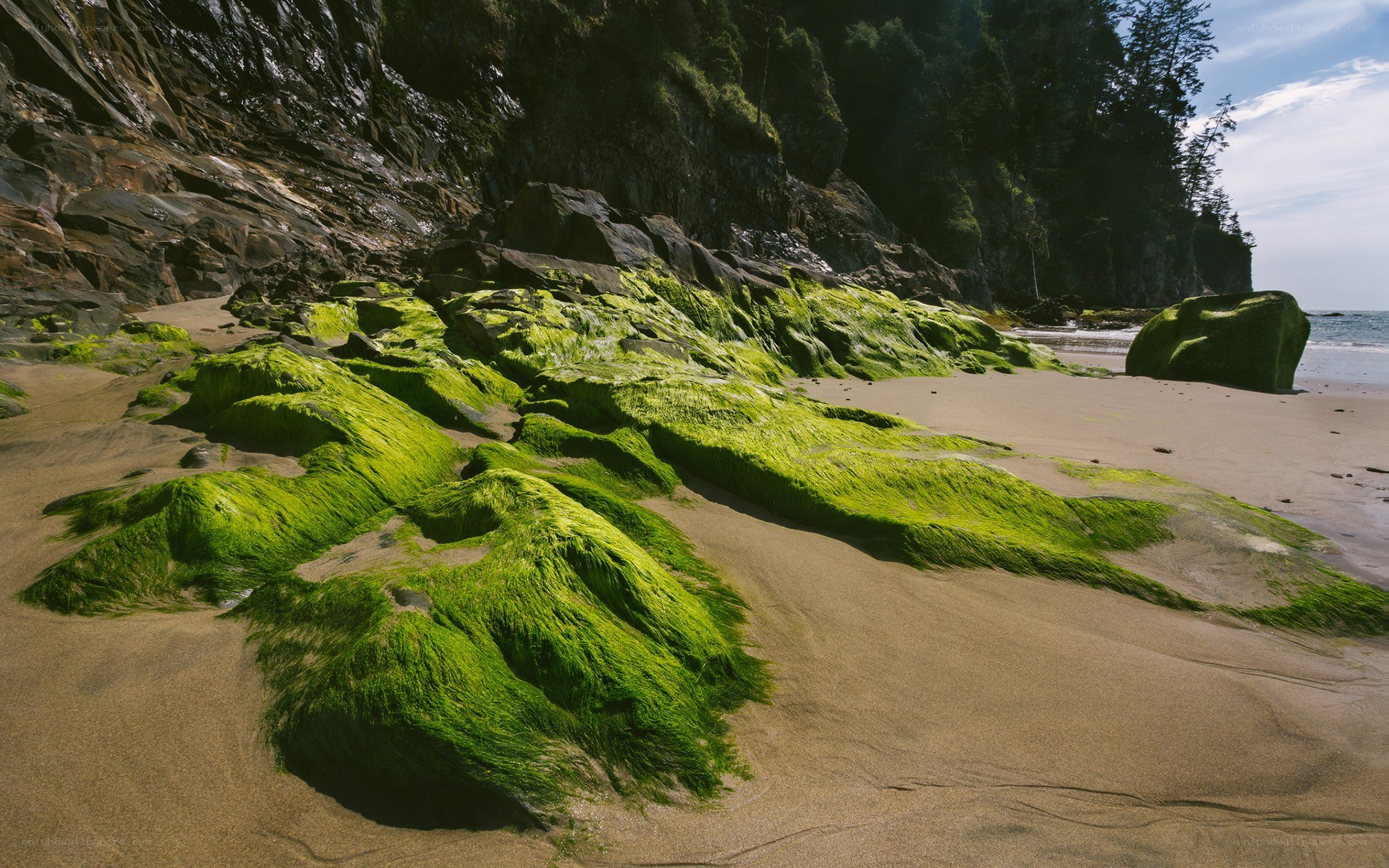 Green algae on a rocky beach
