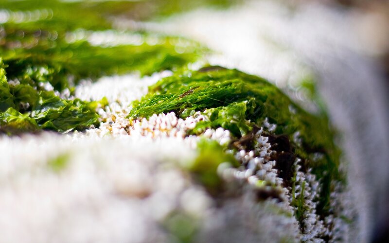 Green algae on a rocky shore
