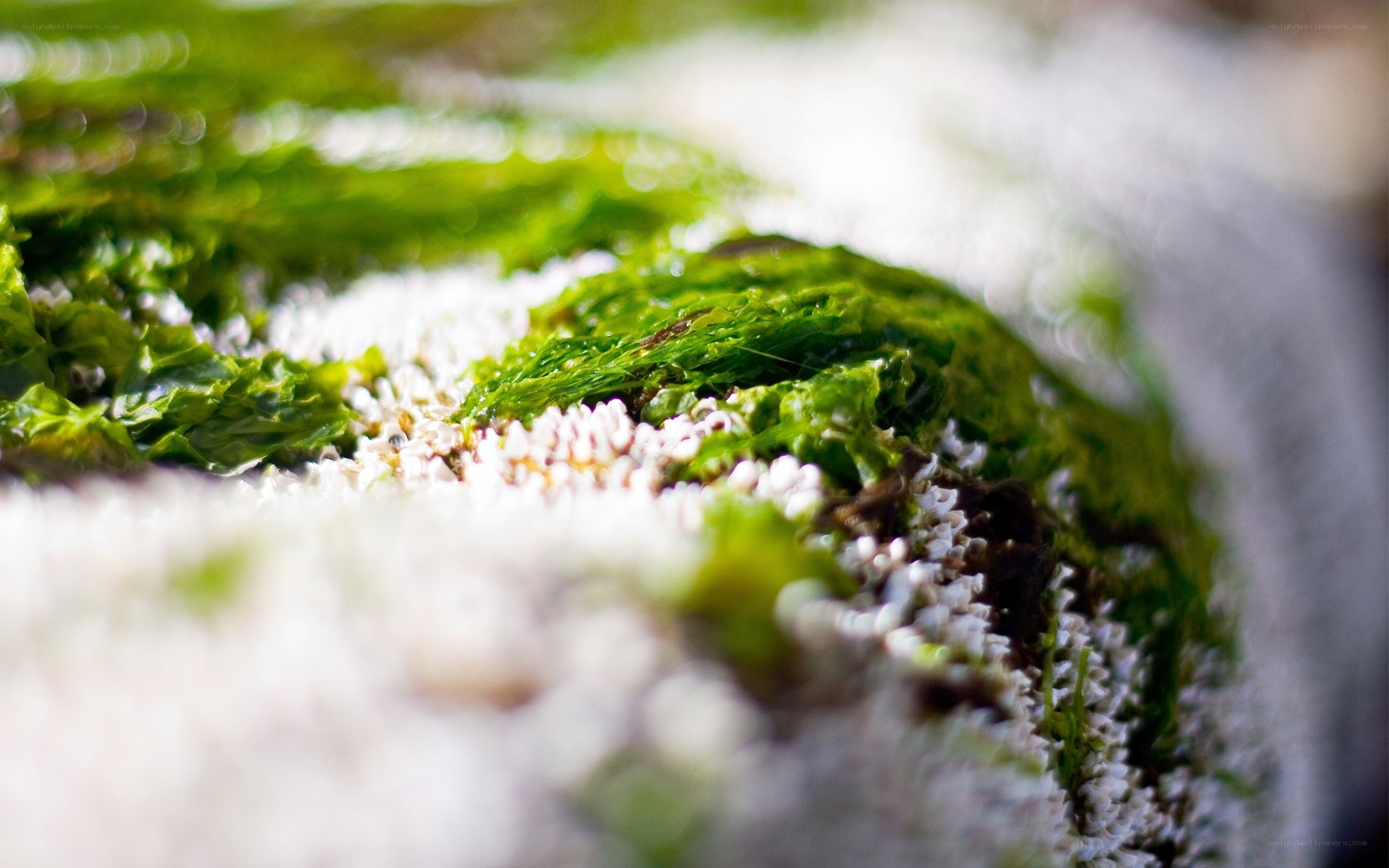 Green algae on a rocky shore