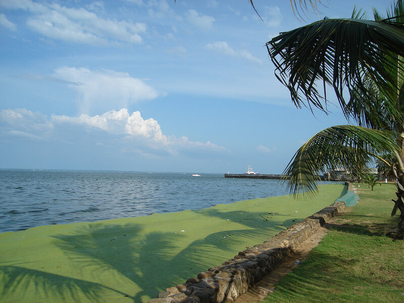 Green Algae on Beach — Blue