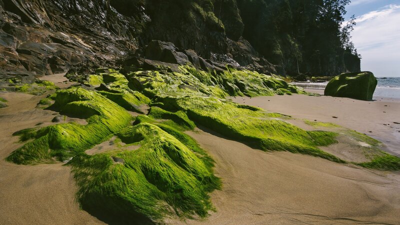 Green Algae on Beach — Serene, Afternoon