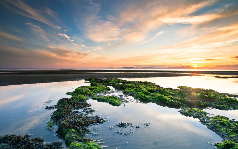 Green Algae on Beach
