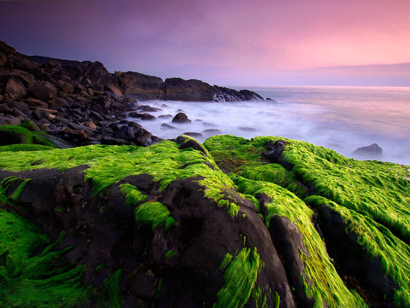 Green algae on coastal rocks