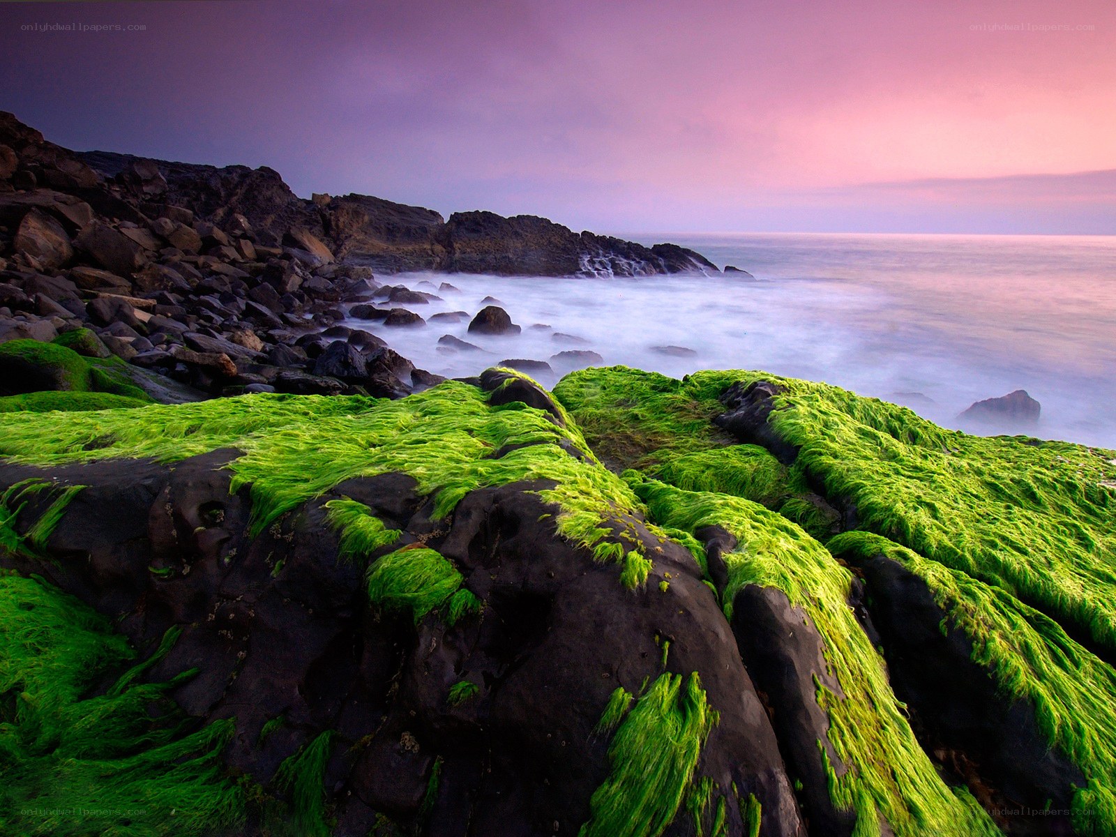 Green algae on coastal rocks