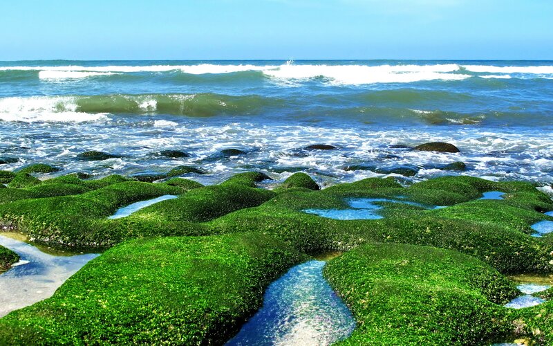 green algae on coastal rocks