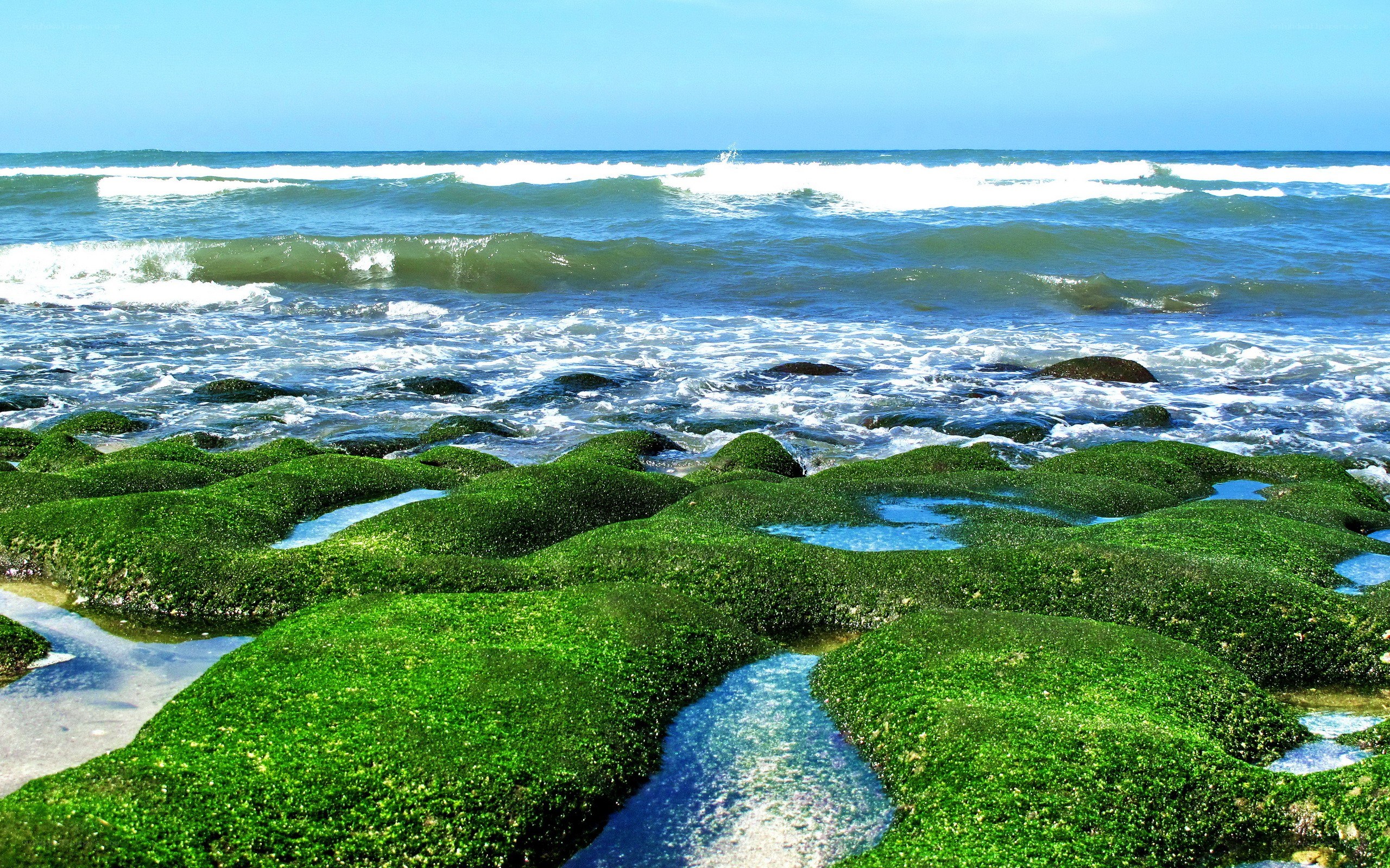 green algae on coastal rocks