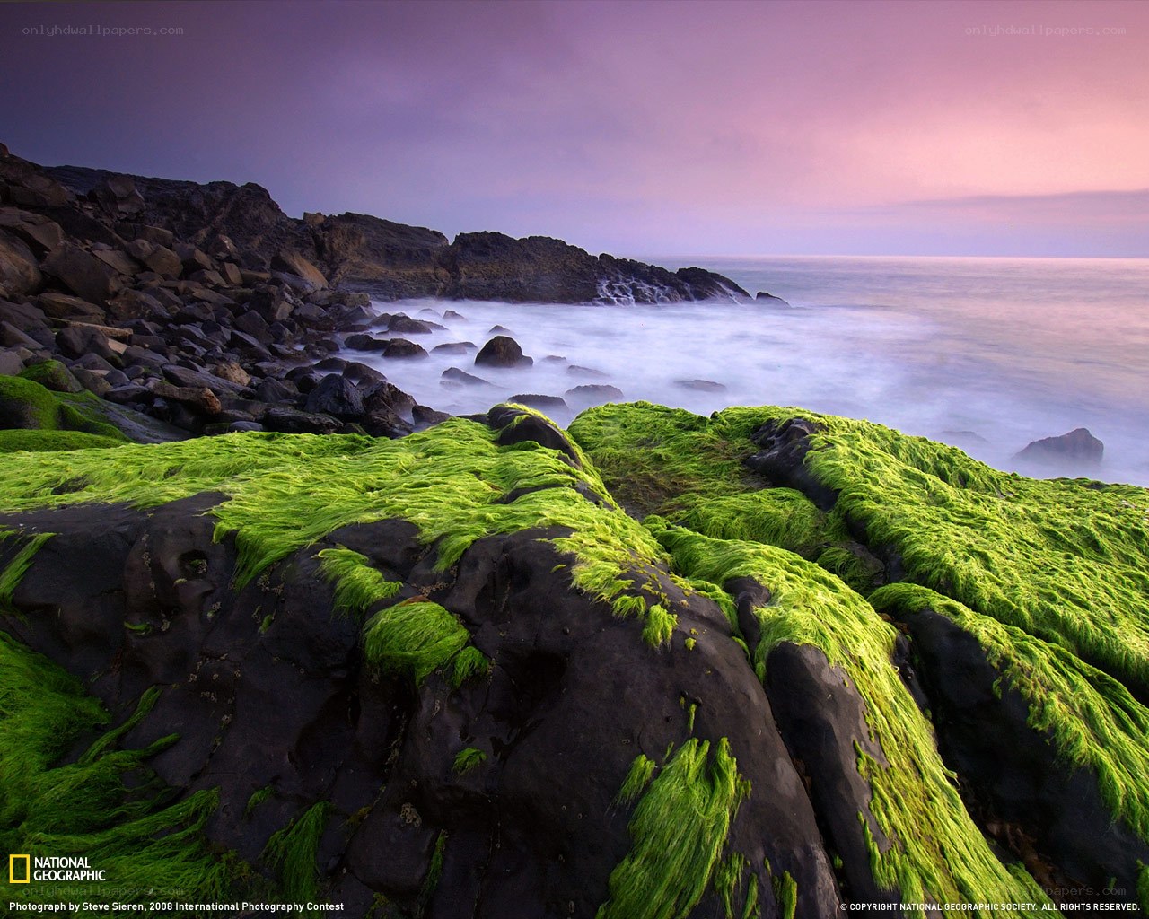 Green algae on coastal rocks