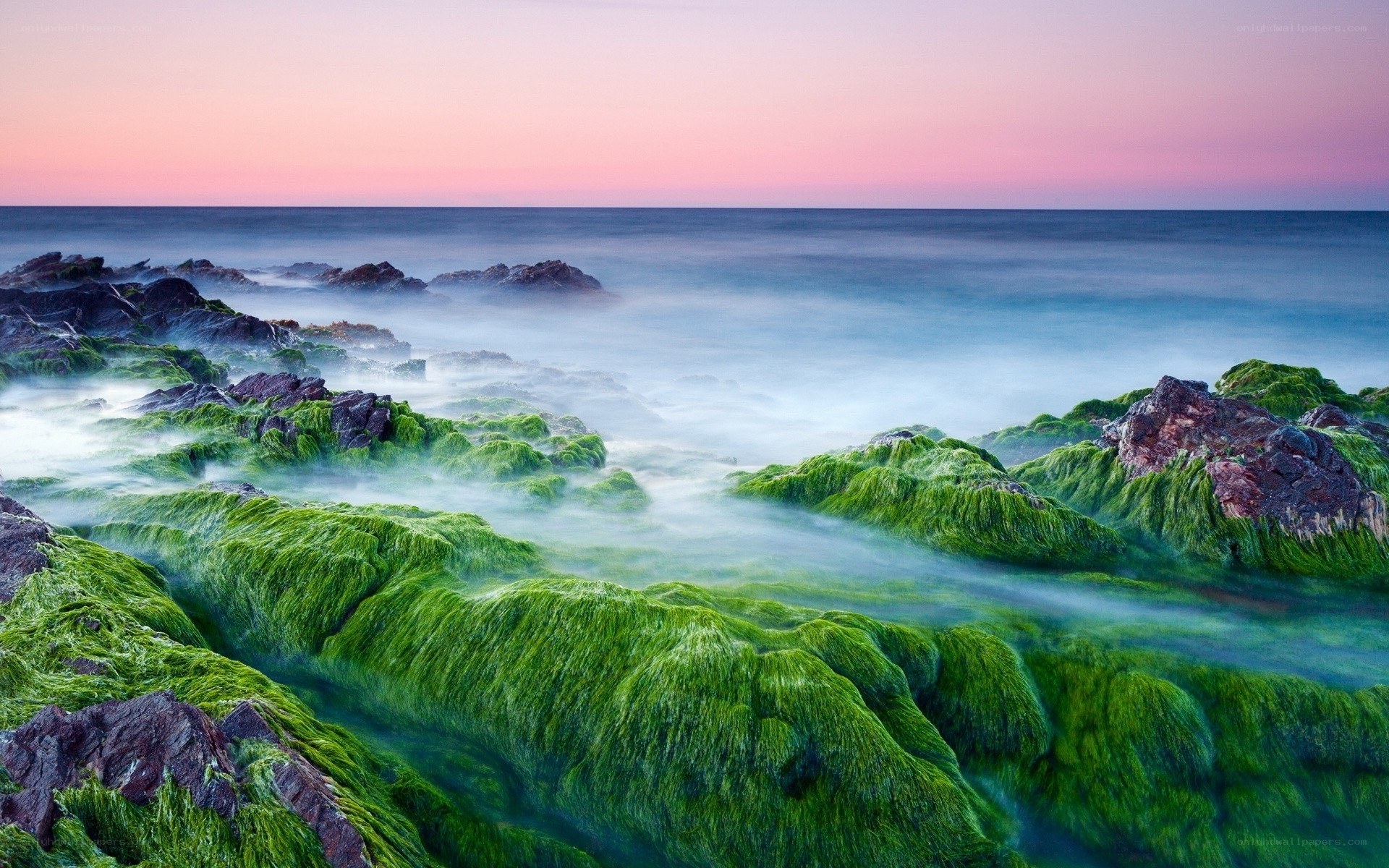 Green algae on coastal rocks at sunset