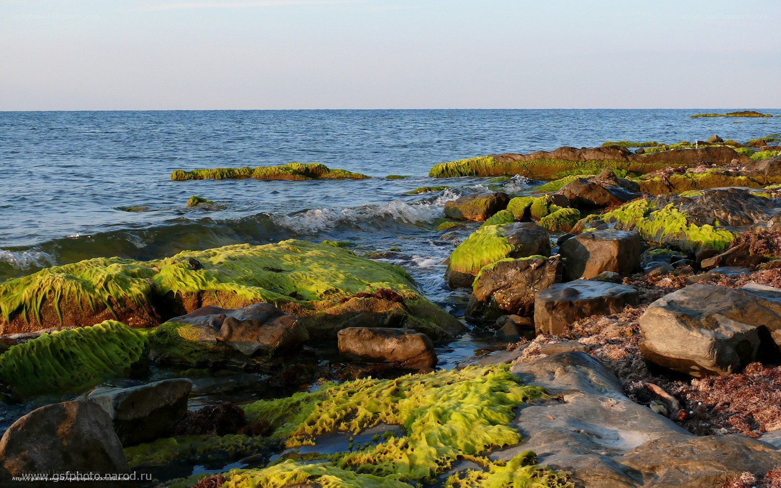 Green algae on coastal rocks