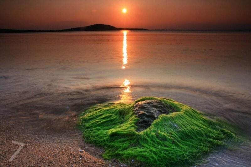 Green Algae on Rock