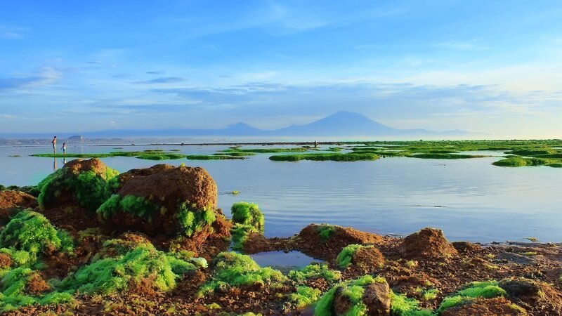 Green Algae on Rocks — Blue, Serene, Morning, Photograph