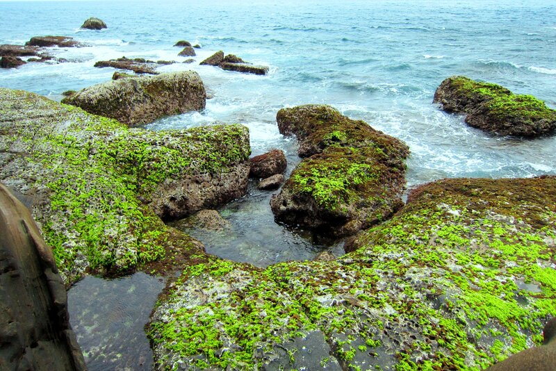Green Algae on Rocks — Calm