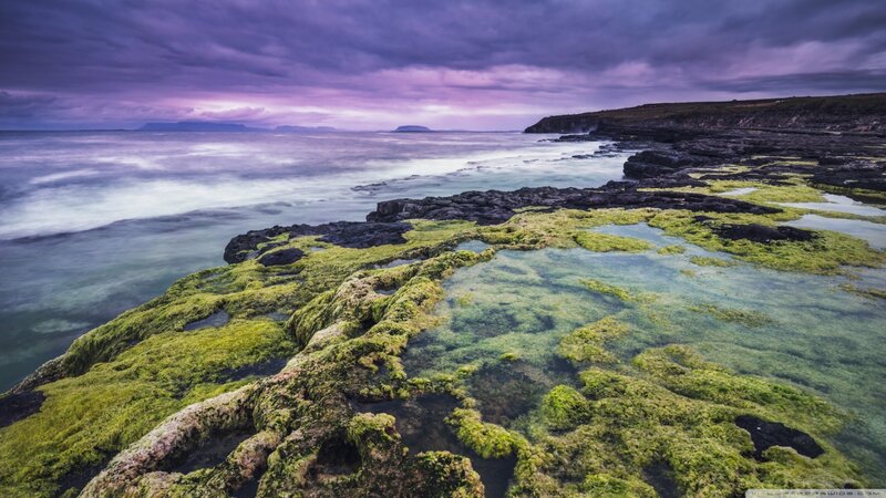 Green Algae on Rocks — Purple