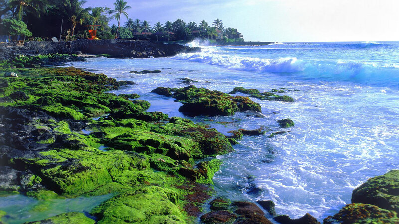 Green Algae on Rocks — Serene, Afternoon
