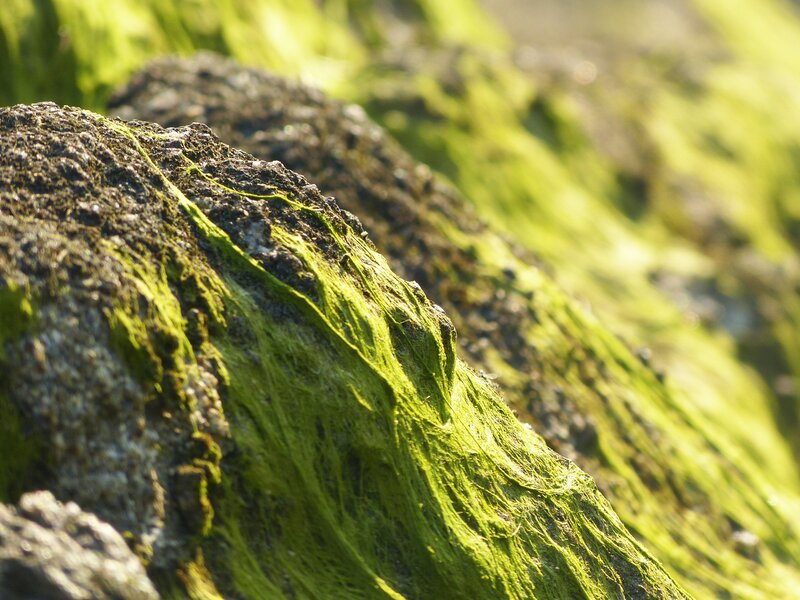 Green algae on rocks