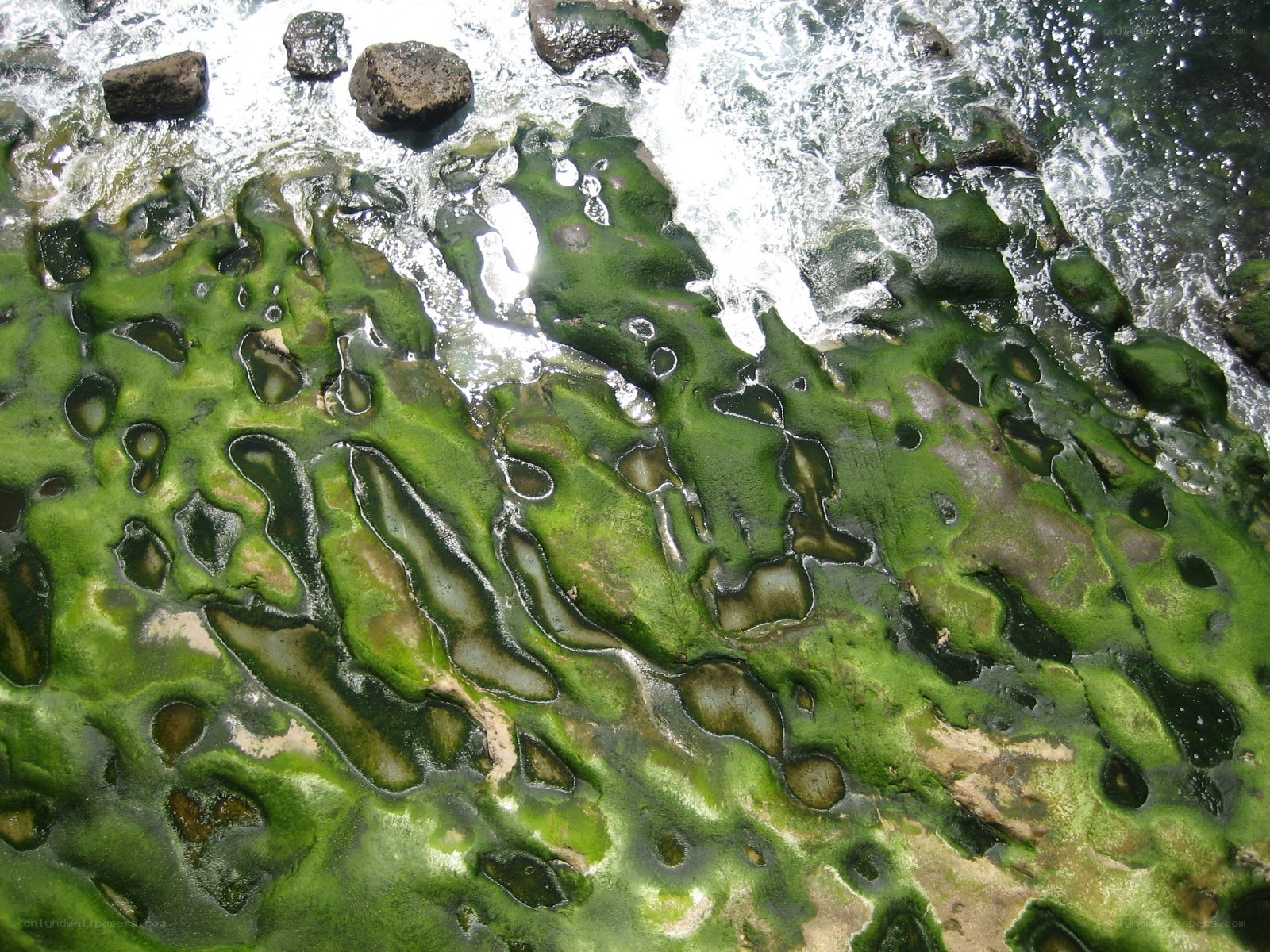 green algae on rocky shore