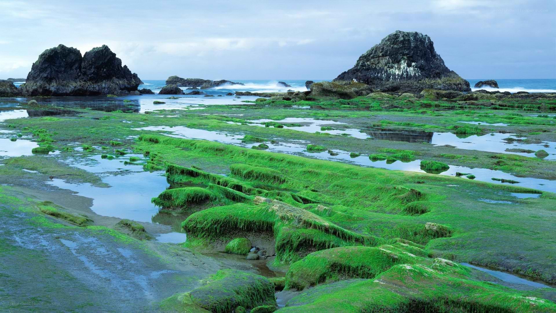 Green algae on rocky shore