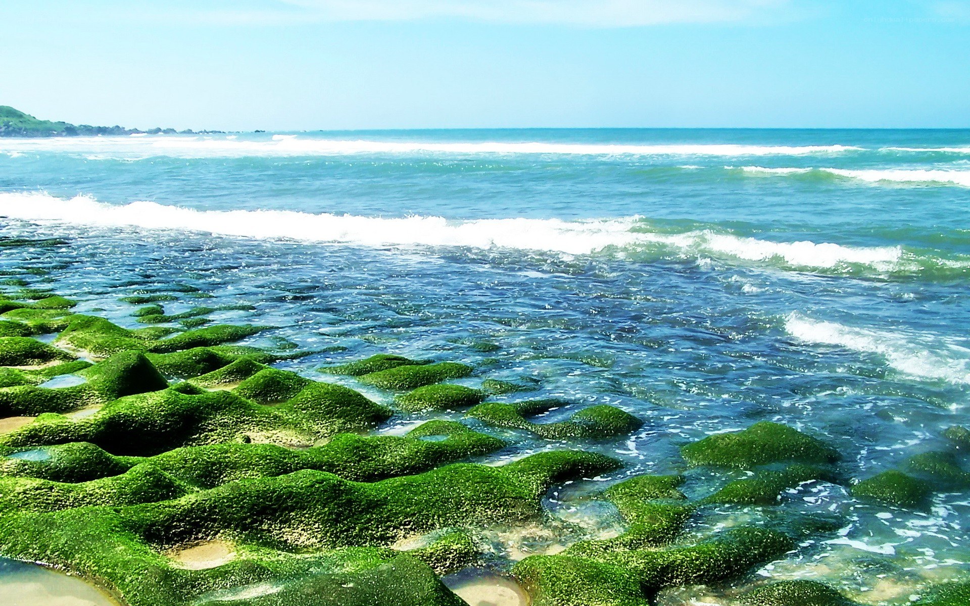 green algae on rocky shore