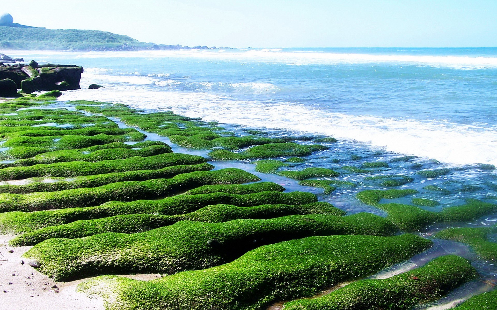 green algae on rocky shore