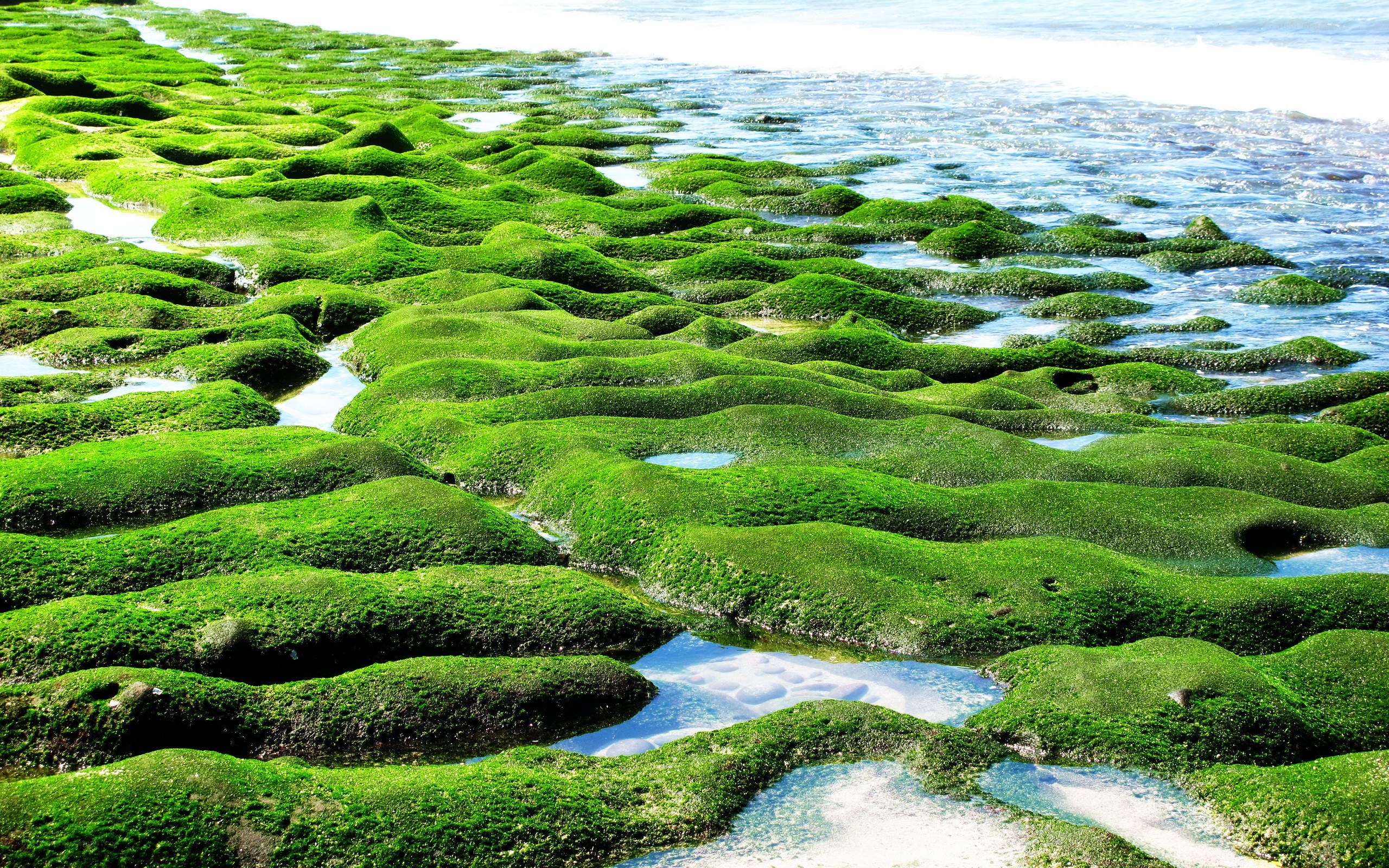 green algae on rocky shore