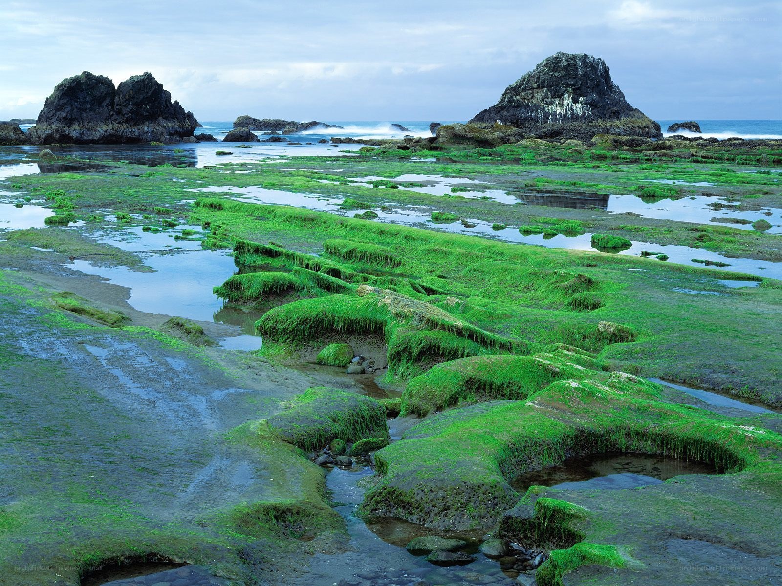 Green algae on rocky shore