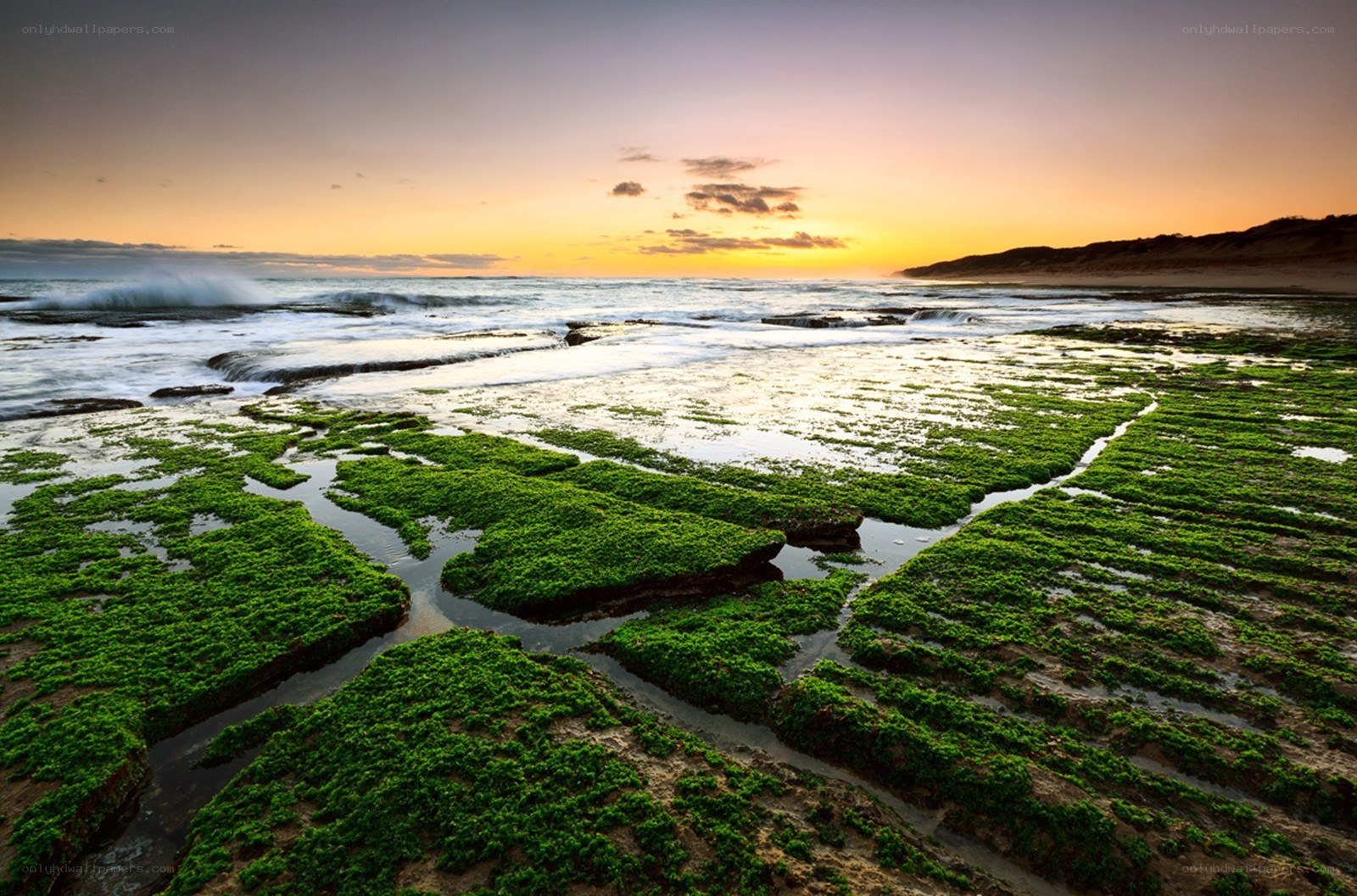 Green algae on rocky shore at sunset