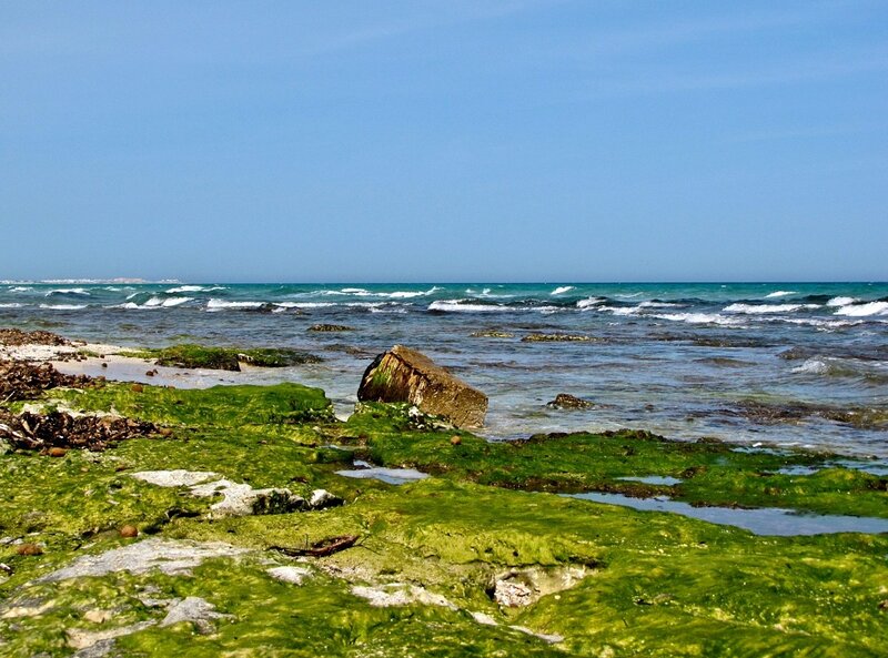 Green Algae on Rocky Shore — Serene