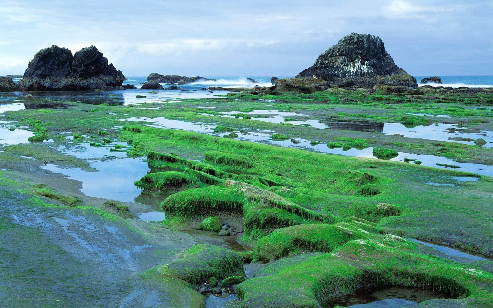green algae on rocky shore