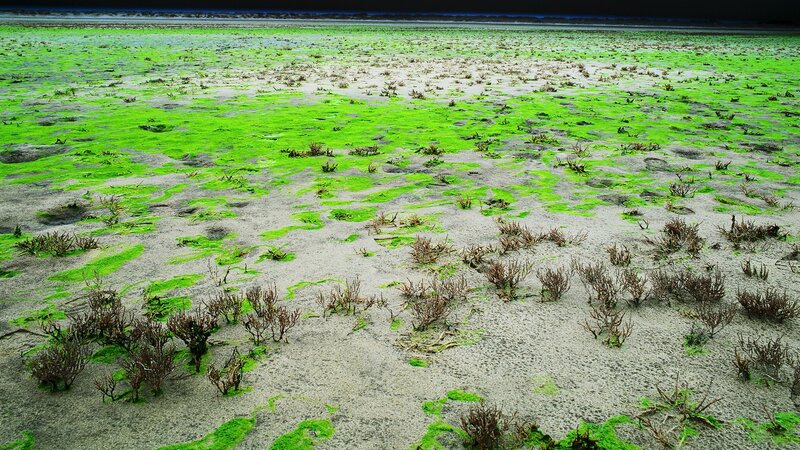 green algae on tidal flats