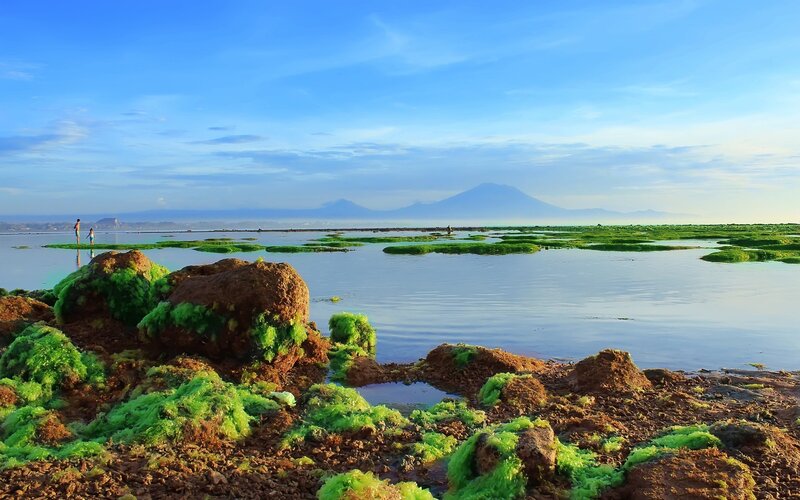 Green algae on volcanic rocks