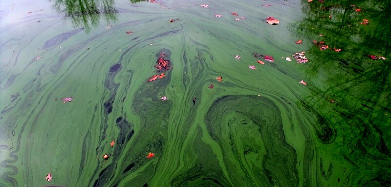 Green Algae on Water