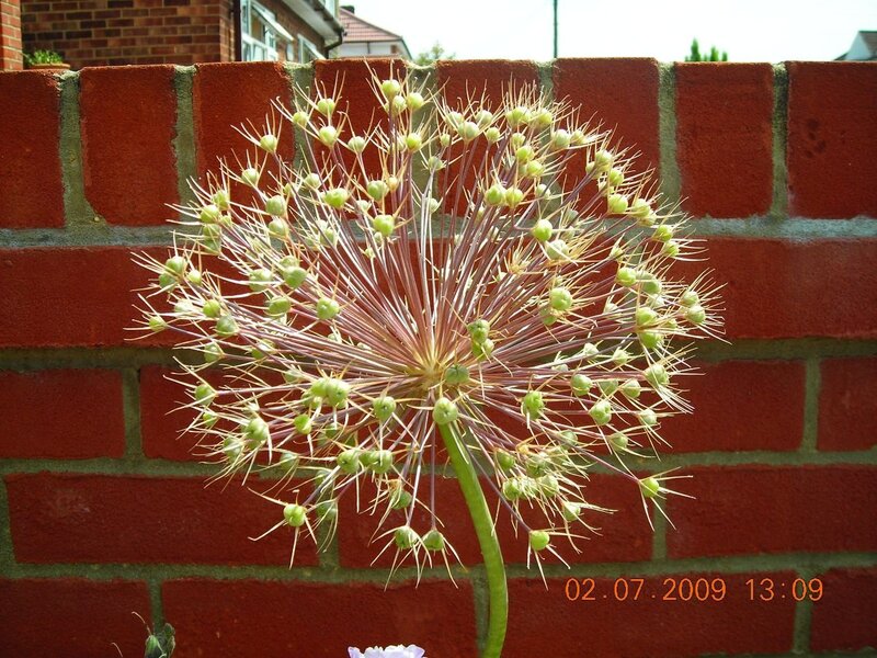 green allium flower head