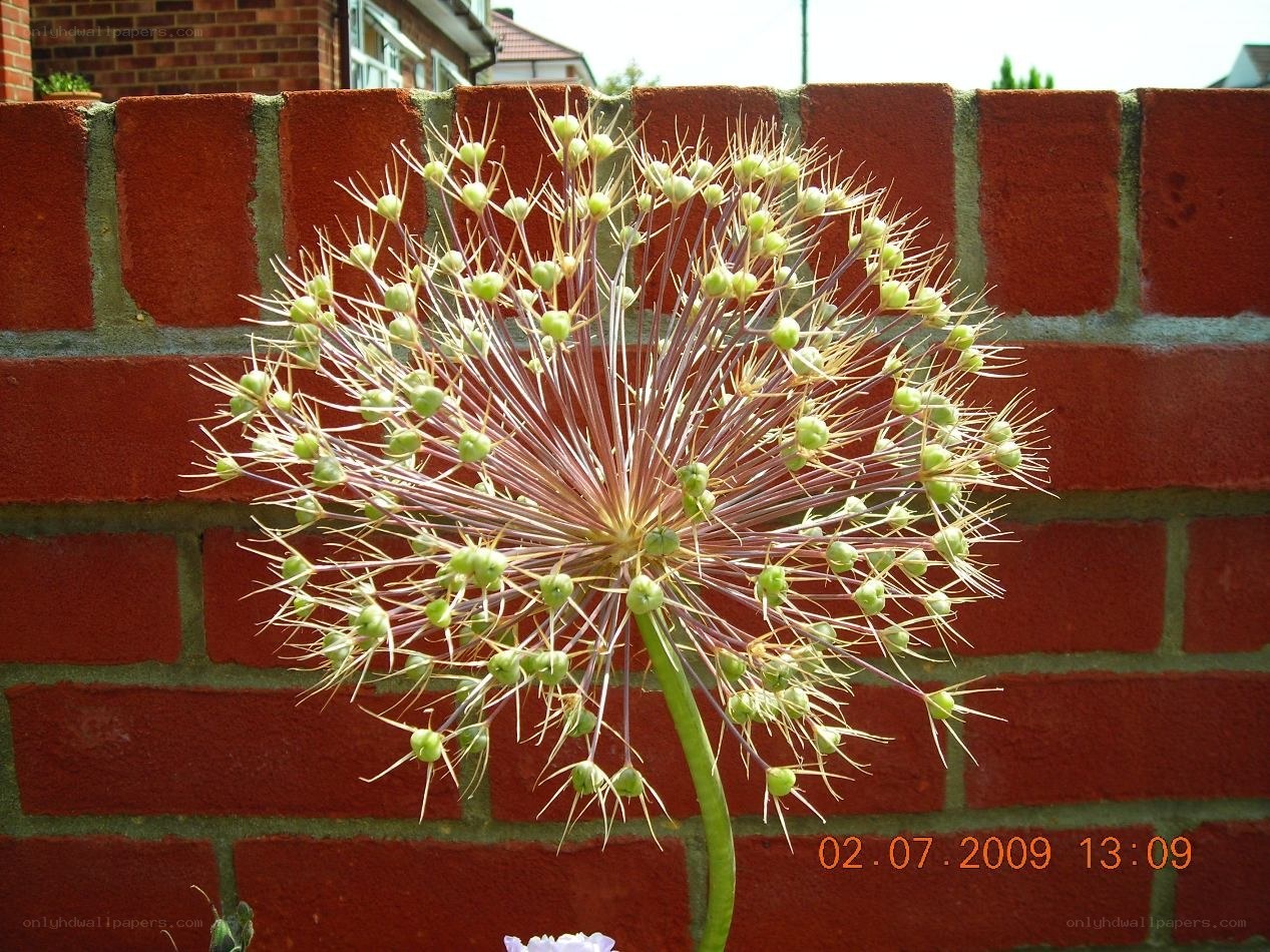 green allium flower head
