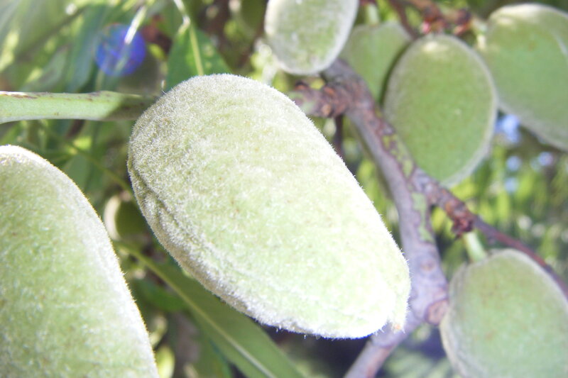 Green Almond Fruits
