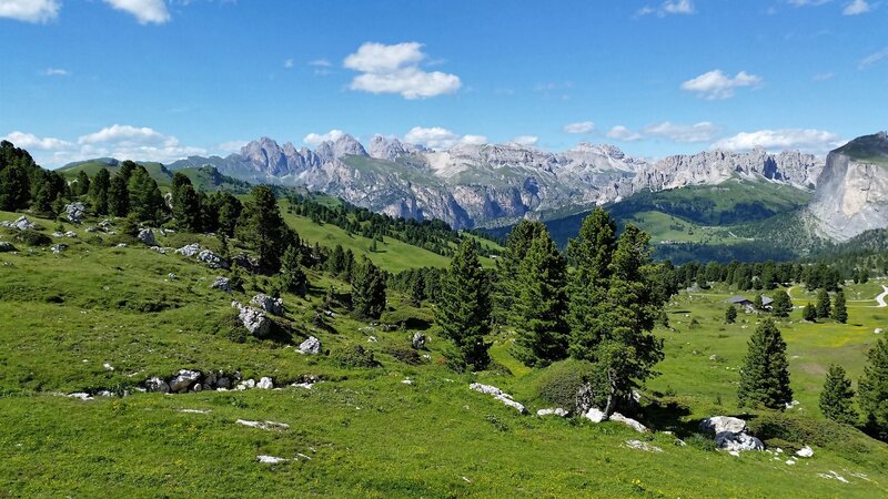 Green Alpine Meadow — Serene, Afternoon