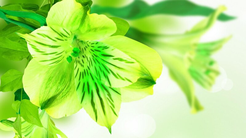 Green Alstroemeria Flower — Serene