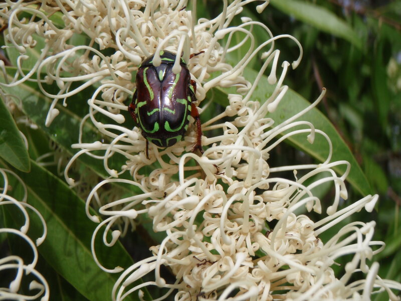 Green and Black Beetle
